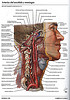 ArticulosdeMedicina.com