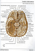 ArticulosdeMedicina.com