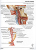 articulosdemedicina.com