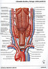 Articulosdemedicina.com
