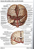 ArticulosdeMedicina.com