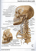 Esqueleto de cabeza y cuello
