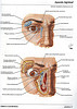 Articulosdemedicina.com