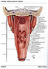 Articulosdemedicina.com