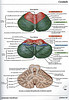 ArticulosdeMedicina.com