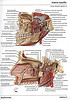 Articulosdemedicina.com