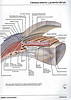 Articulosdemedicina.com