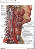 ArticulosdeMedicina.com