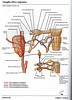 ArticulosdeMedicina.com