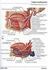 articulosdemedicina.com