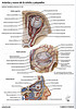 Articulosdemedicina.com