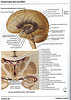 ArticulosdeMedicina.com
