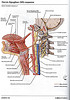 ArticulosdeMedicina.com