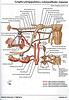 ArticulosdeMedicina.com