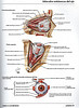 Articulosdemedicina.com