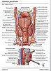 Articulosdemedicina.com
