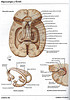 ArticulosdeMedicina.com
