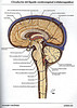 ArticulosdeMedicina.com